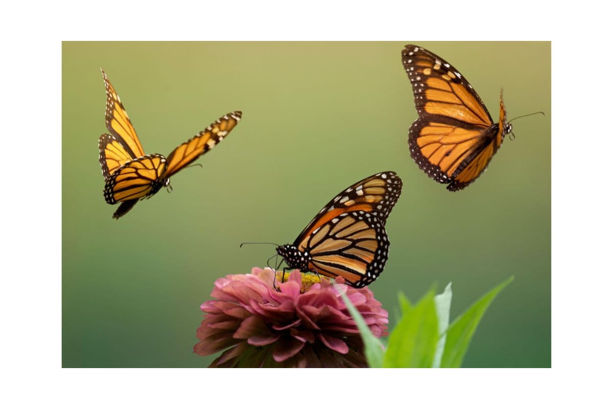 Jardin des Papillons