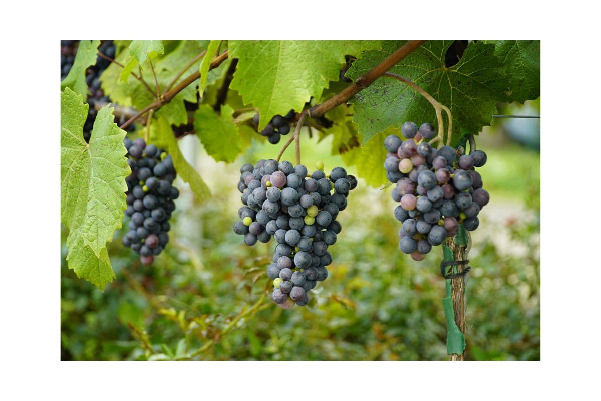 Cave de Ribeauvillé