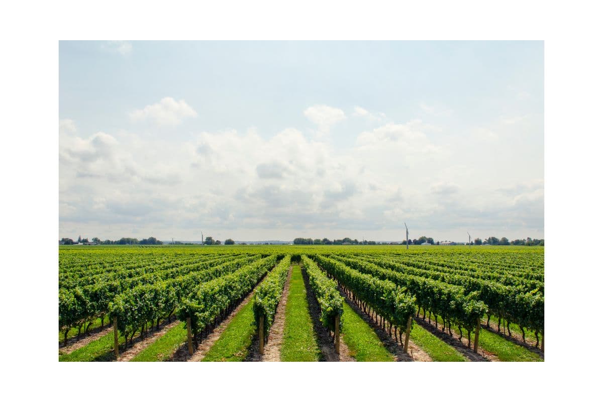 Domaine Rolly Gassmann