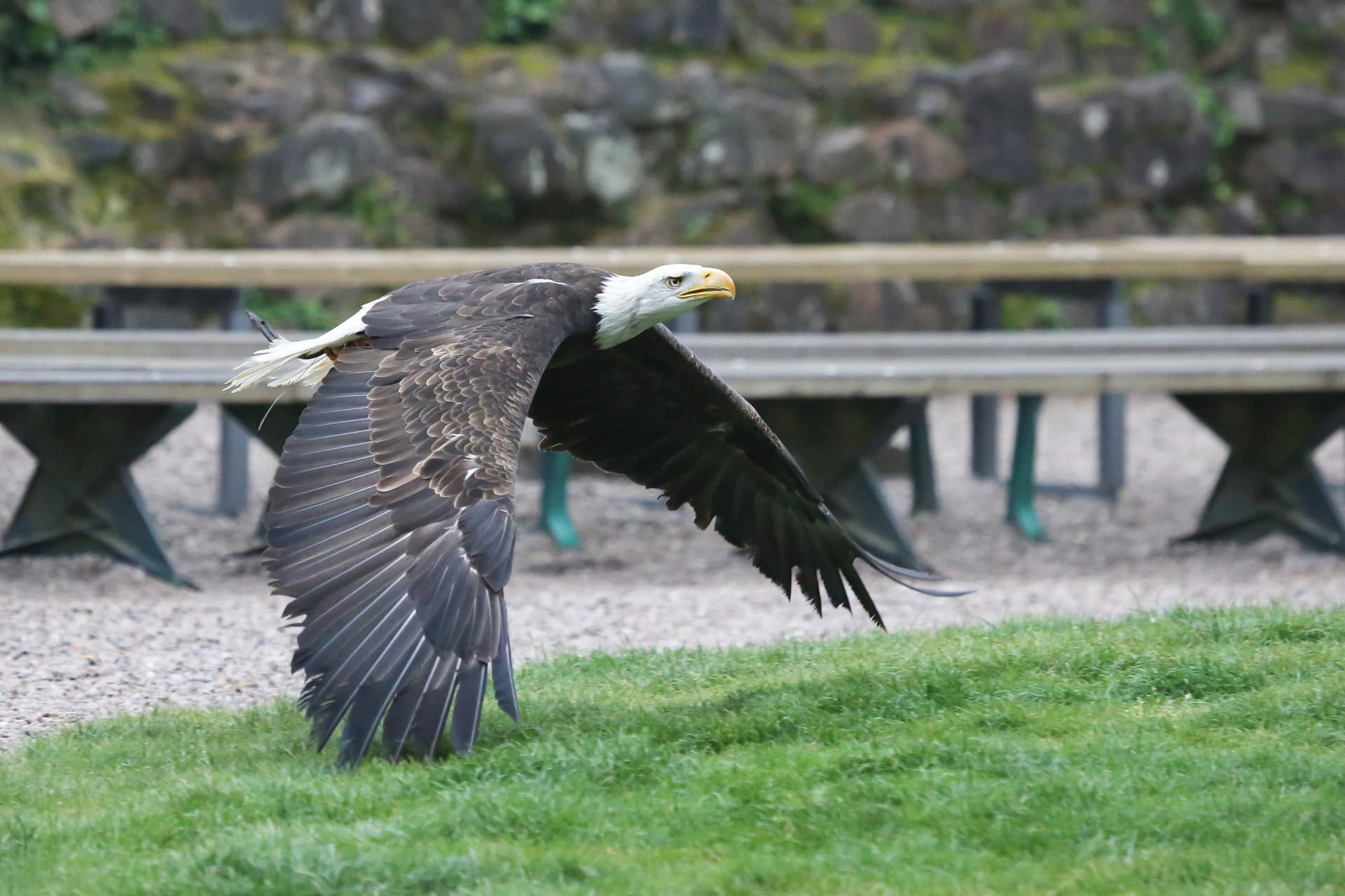 Volerie des Aigles